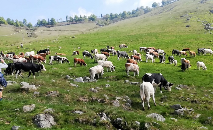 Arriva la Fattoria in città a Vercelli