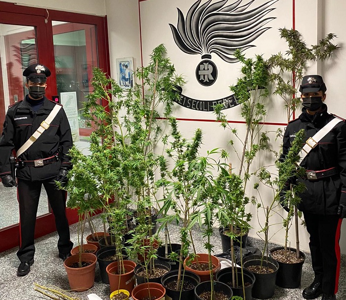 Maxi sequestro di piantine di marijuana nel Vercellese