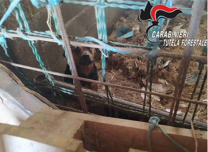 Cani abbandonati in una cascina: denunciata la proprietaria