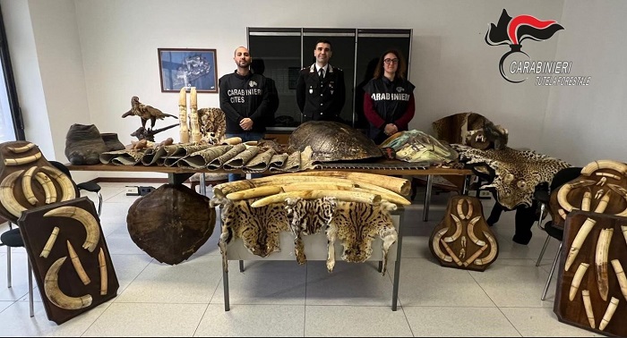 Maxi sequestro di zanne e trofei di caccia