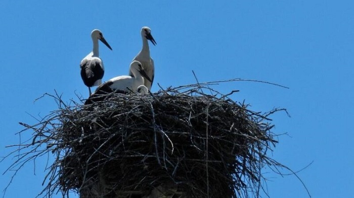 Due nidi di cicogne caduti a causa del maltempo: Lipu in azione