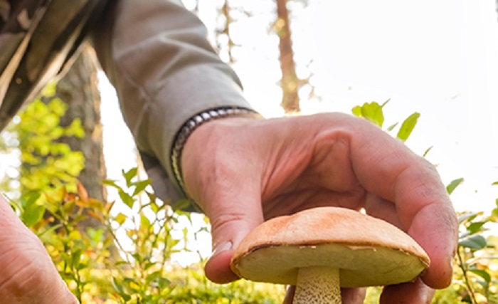 Funghi e turismo in programma a Scopello