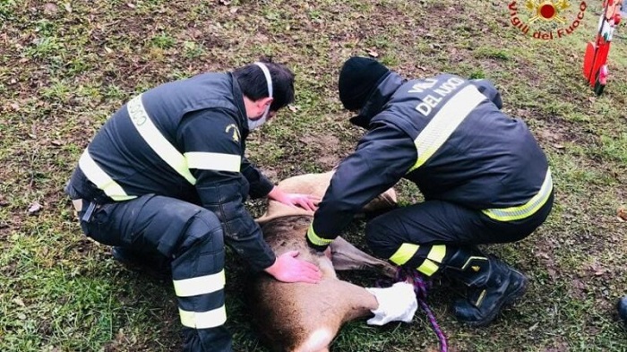 I vigili del fuoco salvano un capriolo
