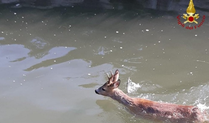 Capriolo finisce nel canale: salvato dai vigili del fuoco