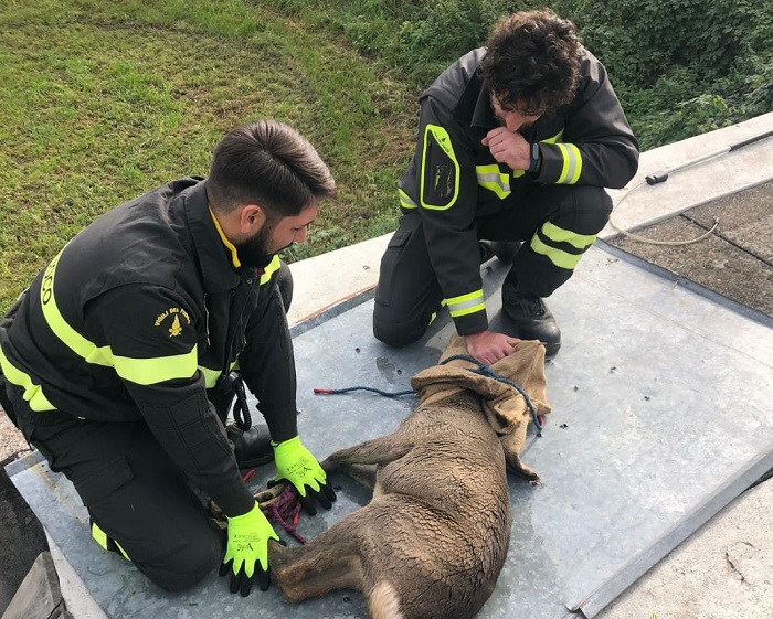 Vigili del fuoco salvano capriolo al Sacro Monte di Varallo