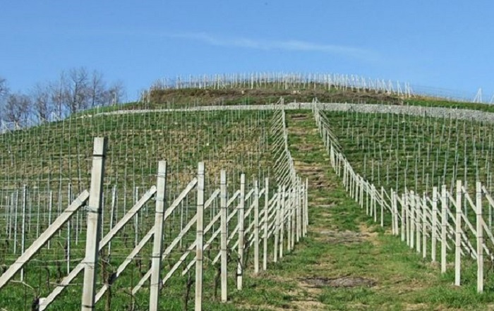 Gattinara: “iXem Wine", la piattaforma per far crescere i vigneti