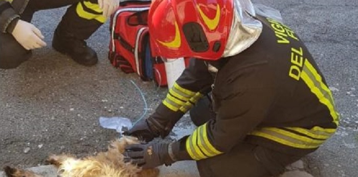 Animali salvati dall'incendio dell'abitazione 