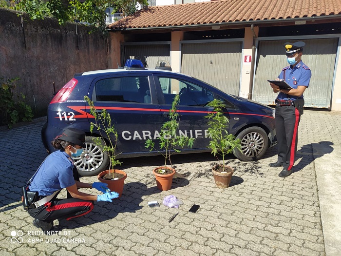 Scoperta piantagione di marijuana in casa: arrestato