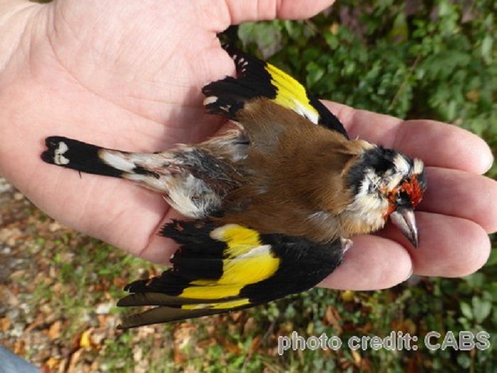 Vercelli, dalla provincia di Brescia a distruggere fauna protetta