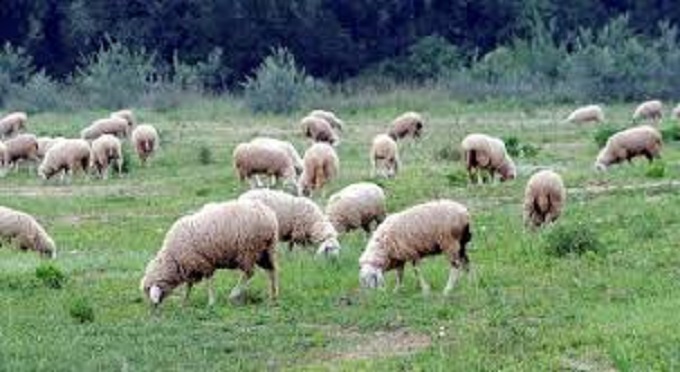 Ottanta pecore morte in un dirupo a Carcoforo