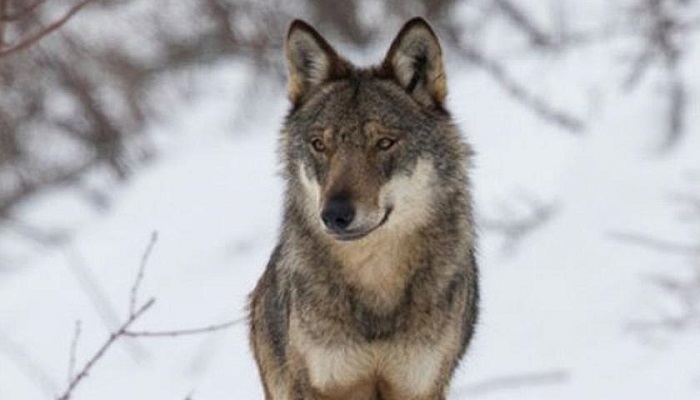 Il ritorno del lupo in Valsesia, se ne parla a Quarona