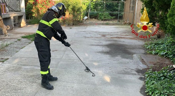 Due vipere vagavano nel cortile di una casa a Santhià