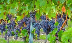 Vigneto Gattinara
