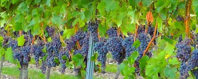 Vigneto Gattinara