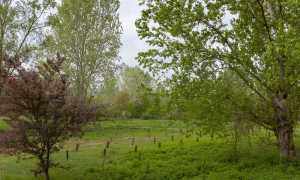 alberi