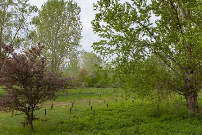 alberi