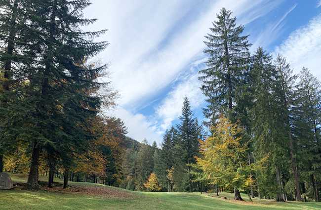 autunno alberi bosco