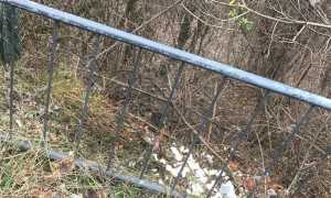 borgosesia calchi dentiere