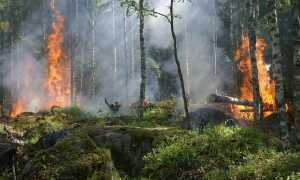 bosco incendio foto