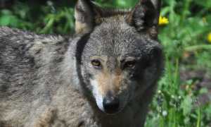 c4119 Lupo 1 foto Berton small