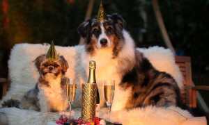 capodanno cani