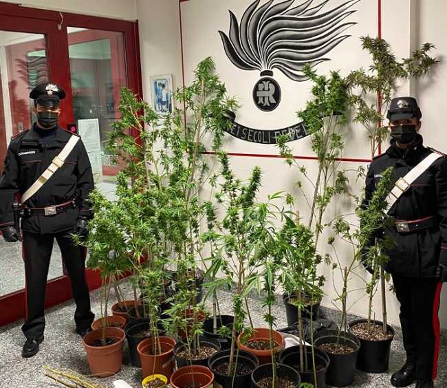 carabineiri piante marijuana