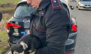 carabinieri cane