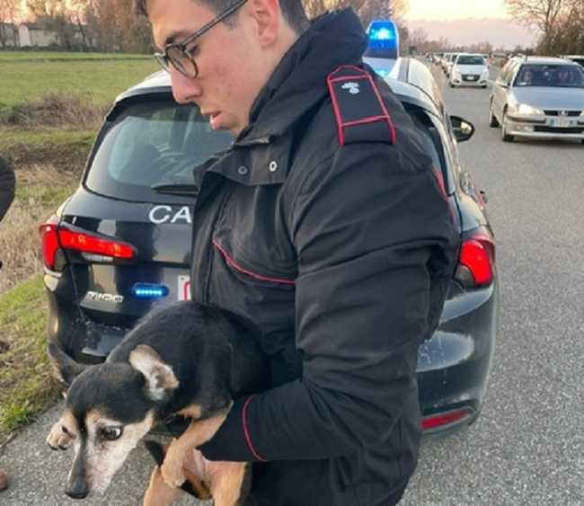 carabinieri cane