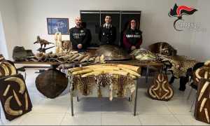 carabinieri sequestro zanne