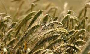 cereali campo