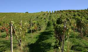 colline novaresi