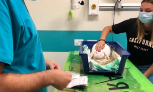 coniglio veterinario qualazampa