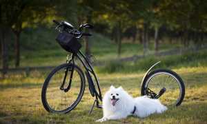 dog 5723355 640