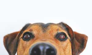 dog g45bac71b5 640