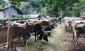 fieradoccio