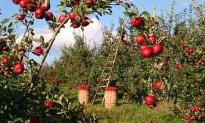 frutteto