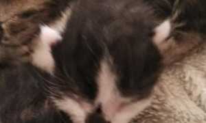 gattini