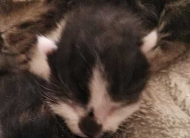 gattini