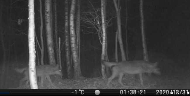 lupi vallecervo notte