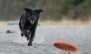 pexels sharon snider 14320529