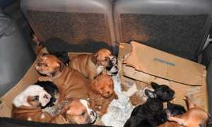 traffico cuccioli