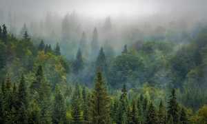 trees 975091 960 720