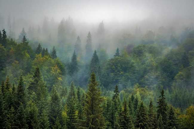 trees 975091 960 720
