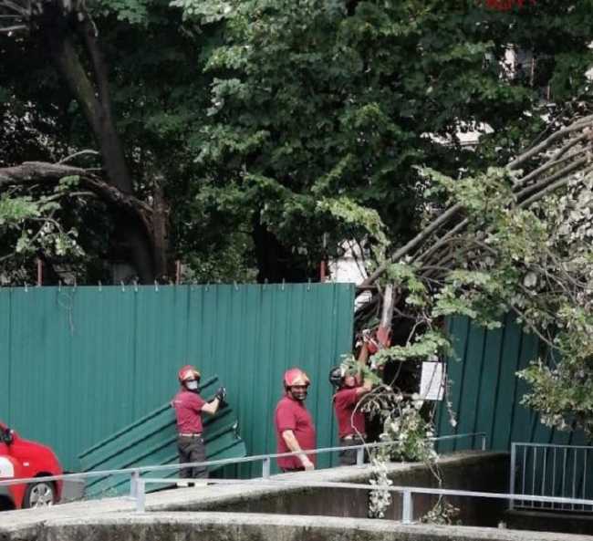 vigili del fuoco alberi caduti