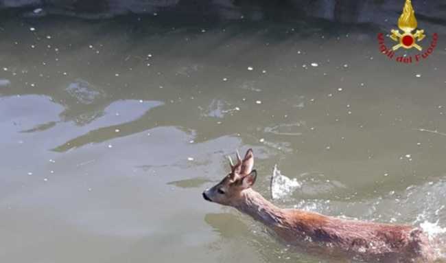 vigili del fuoco capriolo