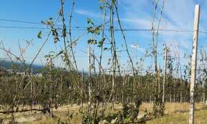 vigna