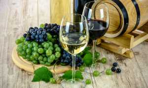 vino uva