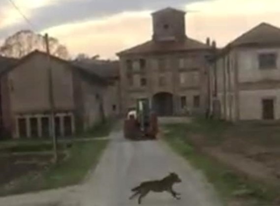 lupo vercellese