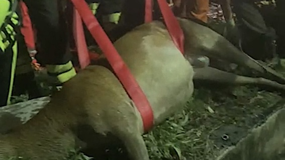 cervo salvato